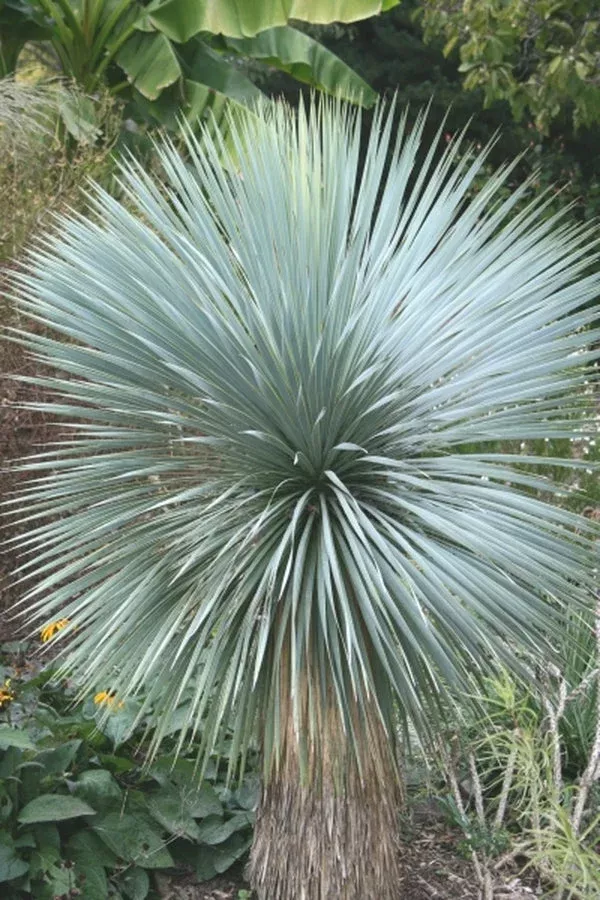 yucca-rostrata Yucca rostrata