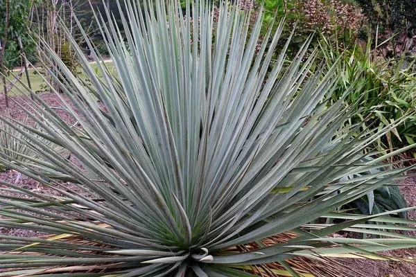 Yucca 'Silversword'