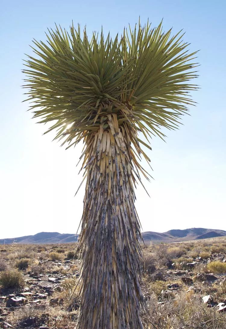 Yucca, Soap Tree (Yucca elata), packet of 20 seeds