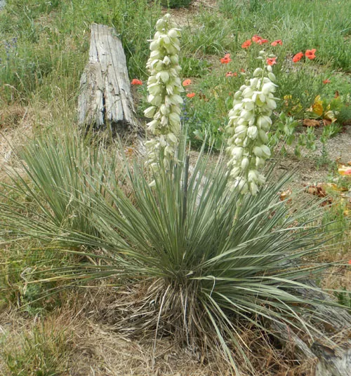 Yucca, Soapweed (Yucca glauca), packet of 20 seeds