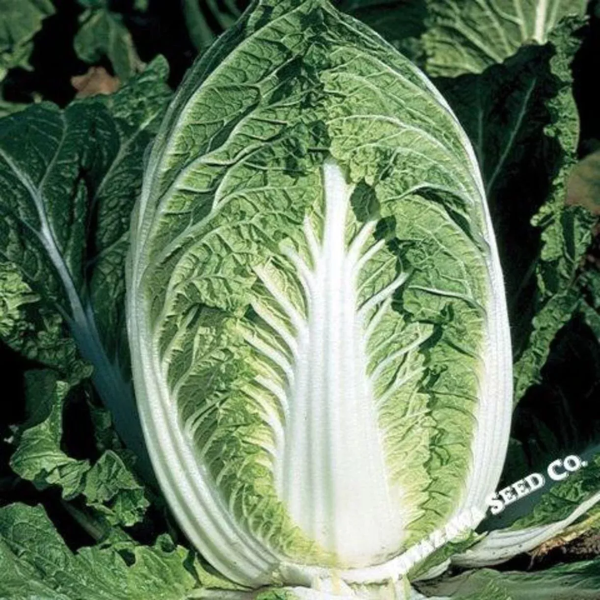 yuki-chinese-cabbage-seeds Yuki Chinese Cabbage Seeds
