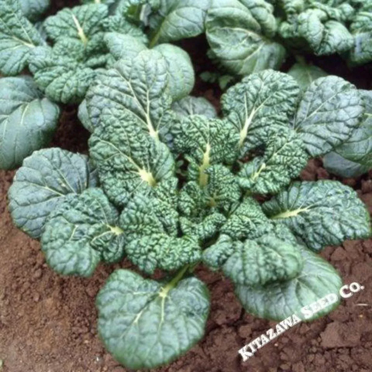 yukina-savory-chinese-cabbage-seeds Yukina Savory Chinese Cabbage Seeds