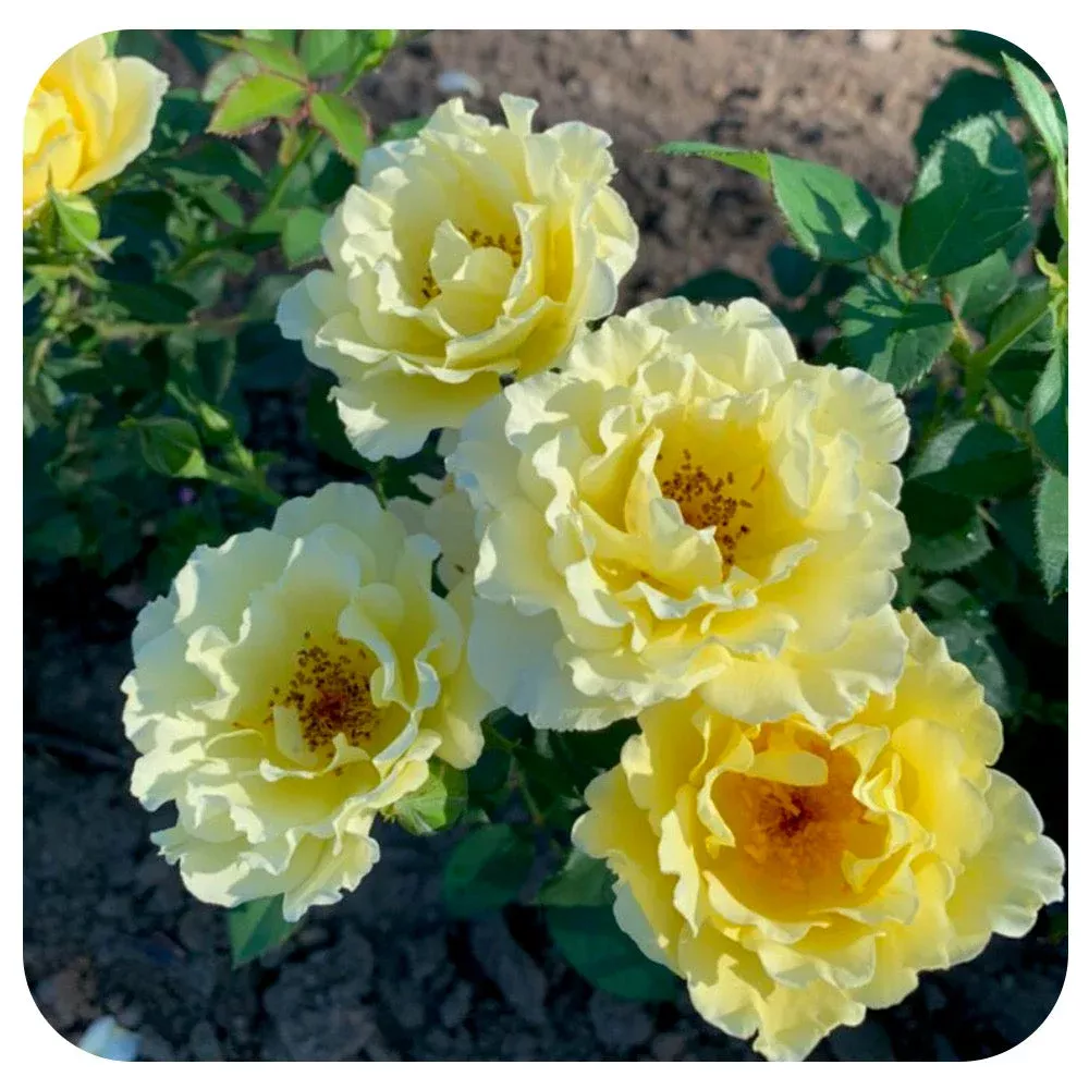 yukon-sun-rose-49th-parallel-collection Yukon Sun Rose (49th Parallel Collection)