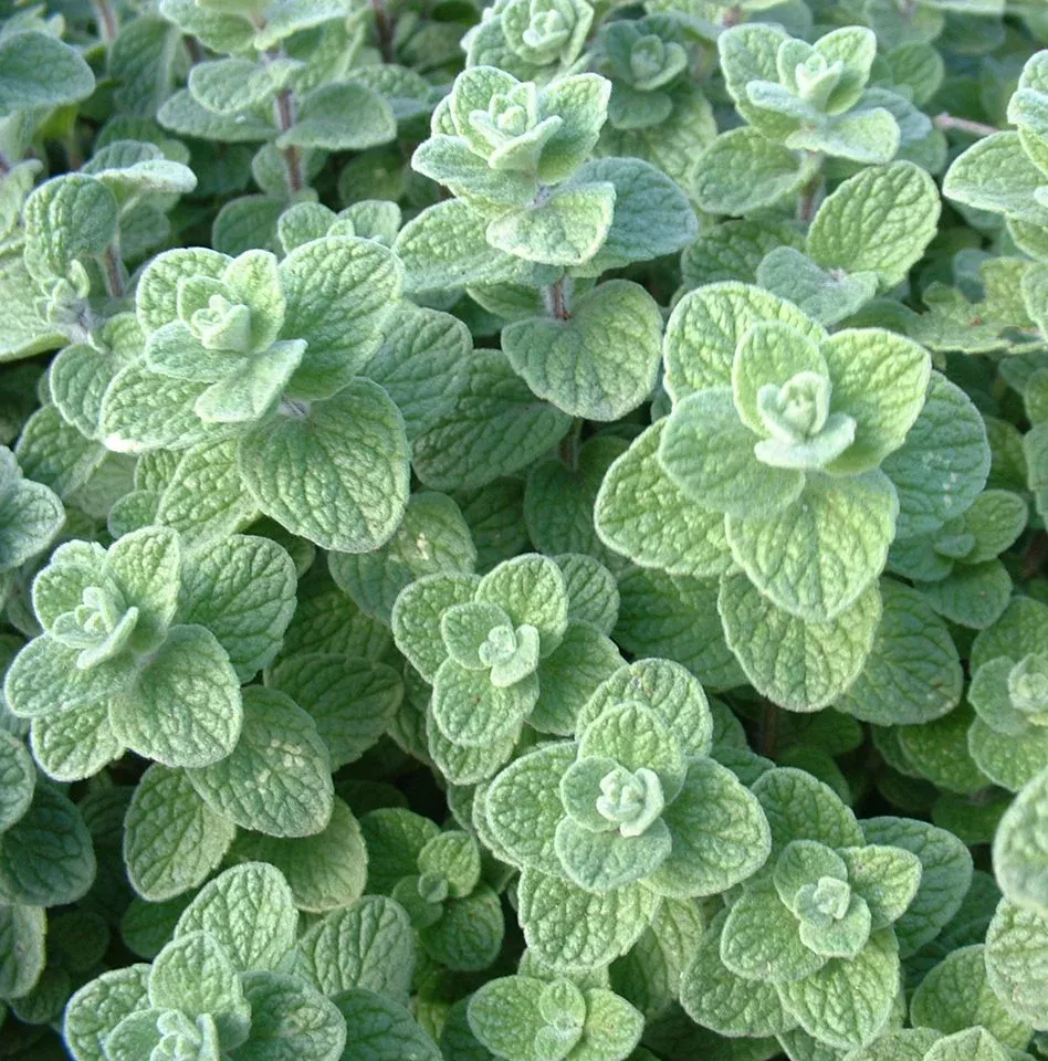 za-atar-oregano-organic Za'atar Oregano Organic