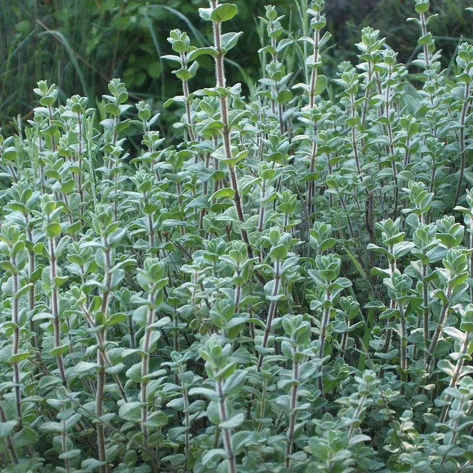za-atar Za'atar