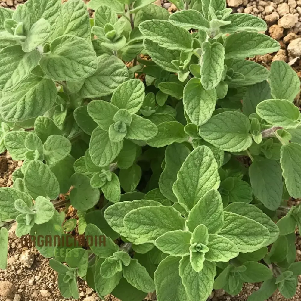 zaatar-herb-seeds-aromatic-mediterranean-blend-culinary-use Zaatar Herb Seeds – Aromatic Mediterranean Blend for Culinary Use