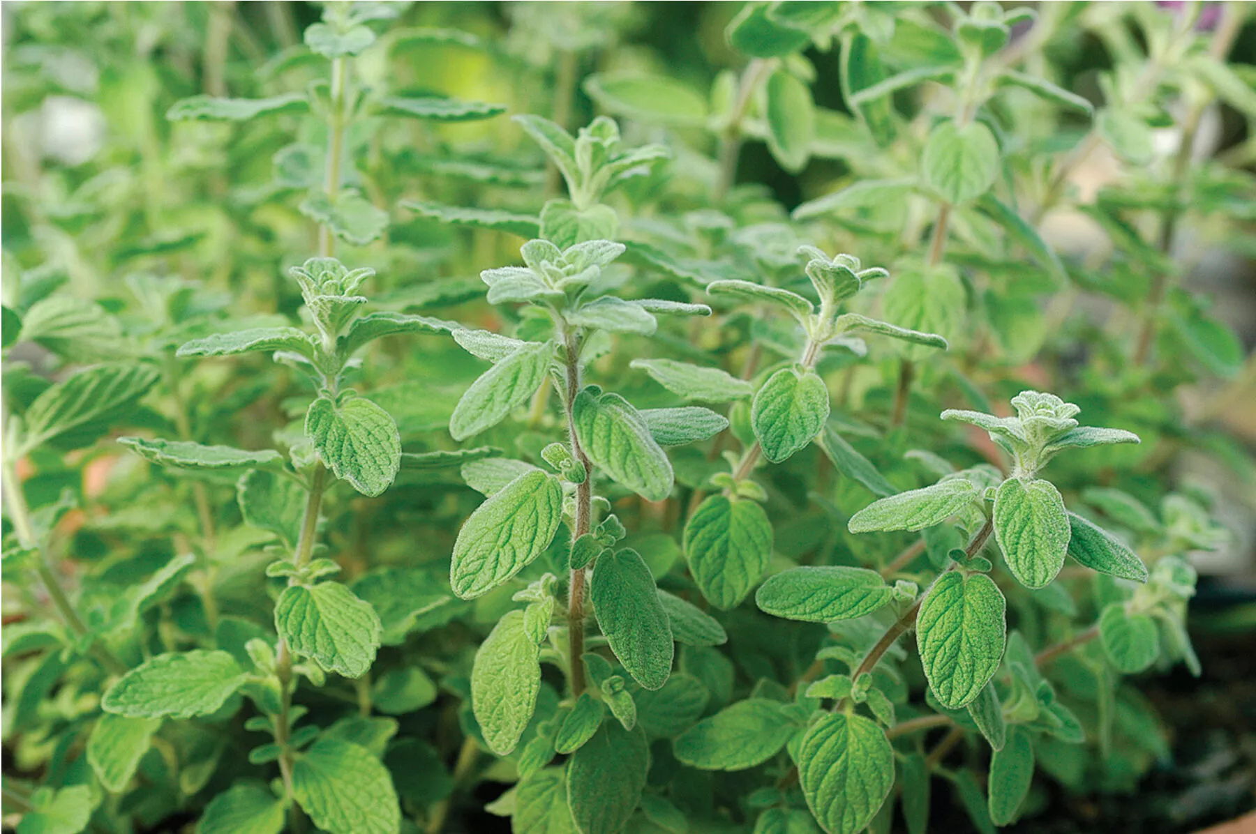 zaatar-organic-sweet-marjoram-seed Zaatar Organic Sweet Marjoram Seed