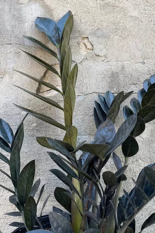 zamioculcas-zamiifolia-raven-8 Zamioculcas zamiifolia ‘Raven’ 8″