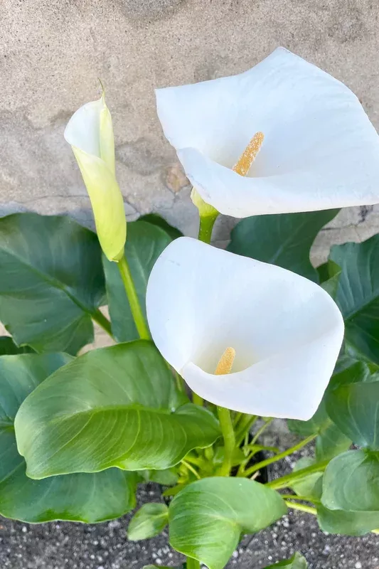 zantedeschia-8-5 Zantedeschia 8.5″