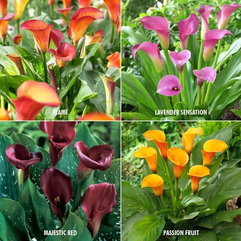 zantedeschia-collection-calla-lily-bulbs Zantedeschia Collection Calla Lily Bulbs