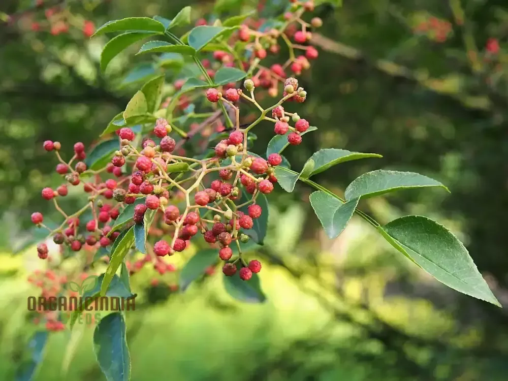 zanthoxylum-simulans-seeds-planting-organic-gardening-essential Zanthoxylum Simulans Seeds for Planting - Organic Gardening Essential