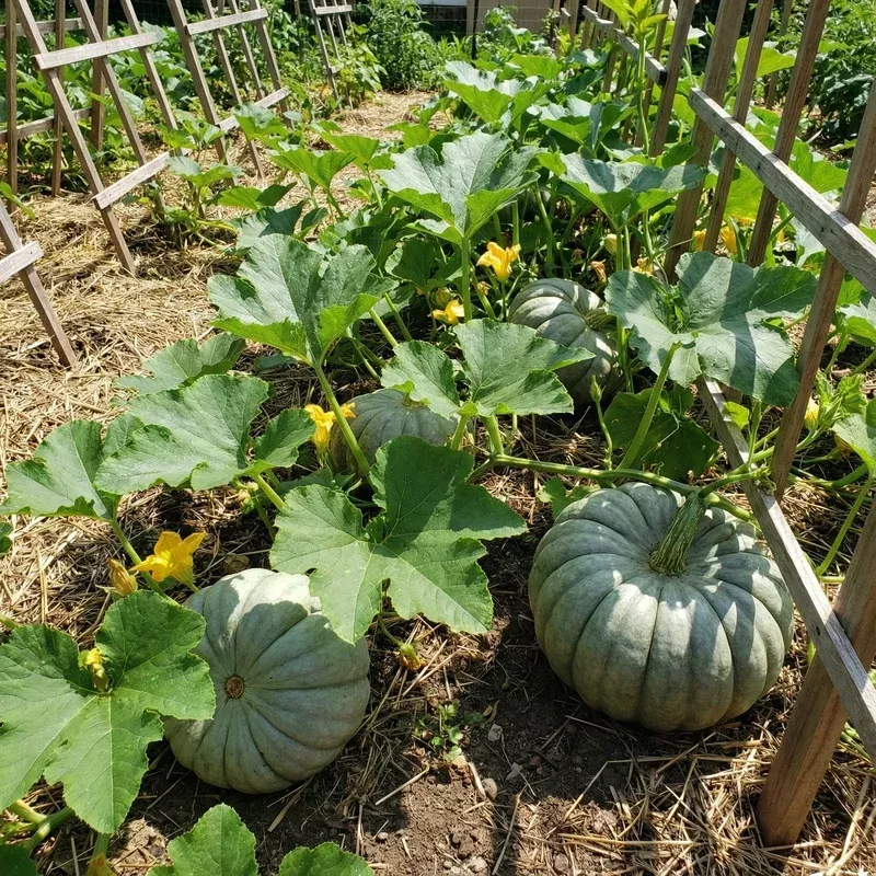zapallo-plomo-seeds-planting-cucurbita-maxima-heirloom-garden-fall-harvest Zapallo Plomo Seeds for Planting Cucurbita Maxima heirloom garden fall harvest