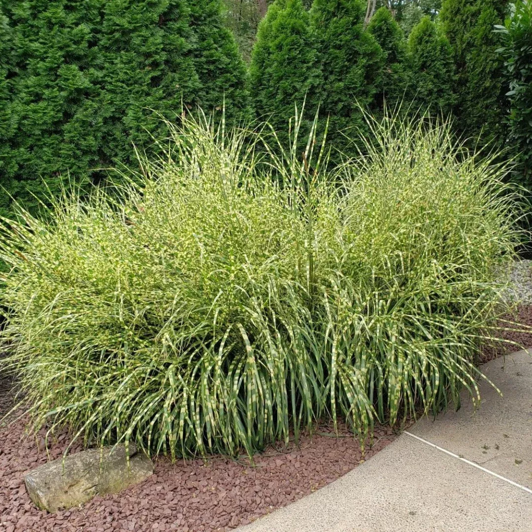 zebra-grass Zebra Grass