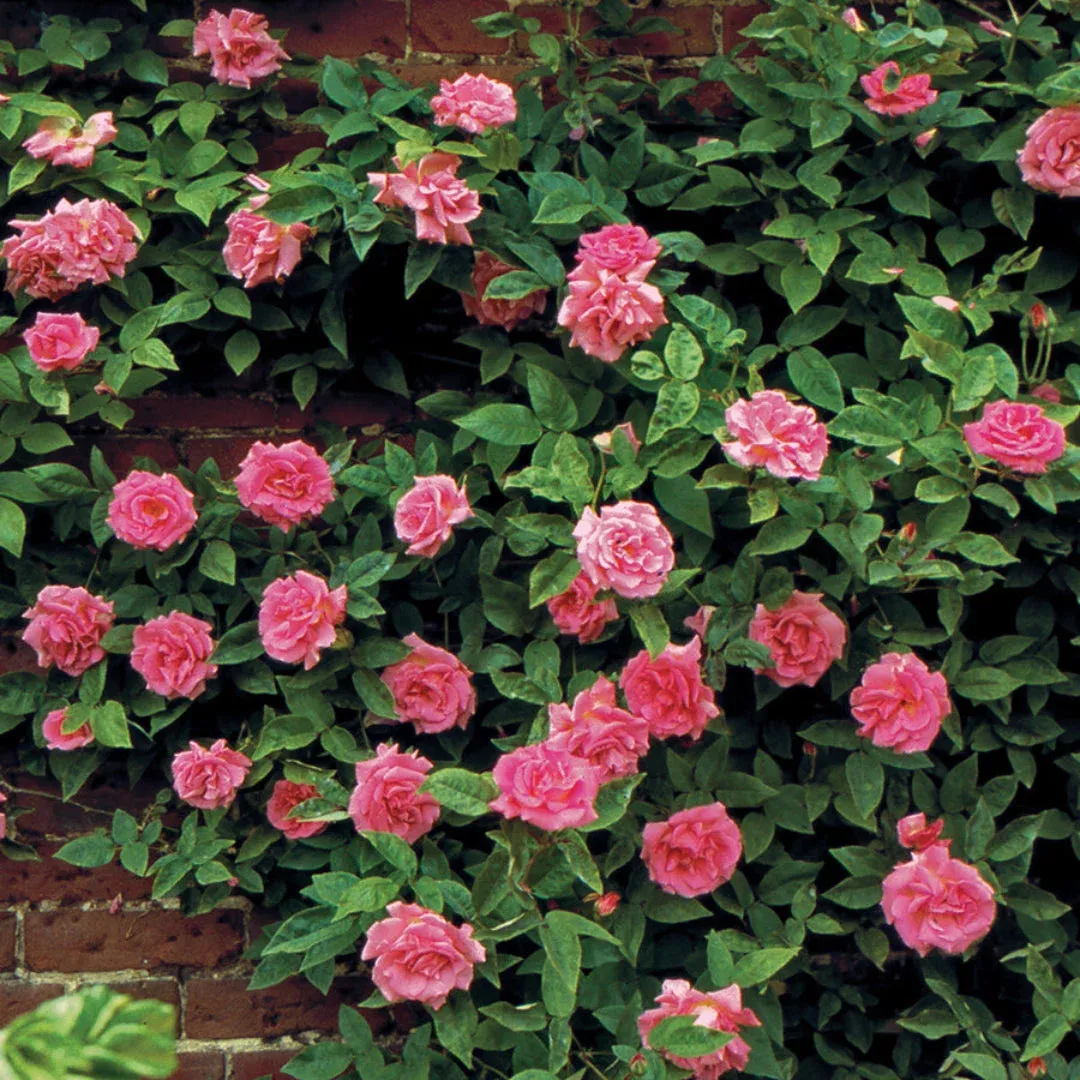 zephirine-drouhin-rose Zephirine Drouhin Rose