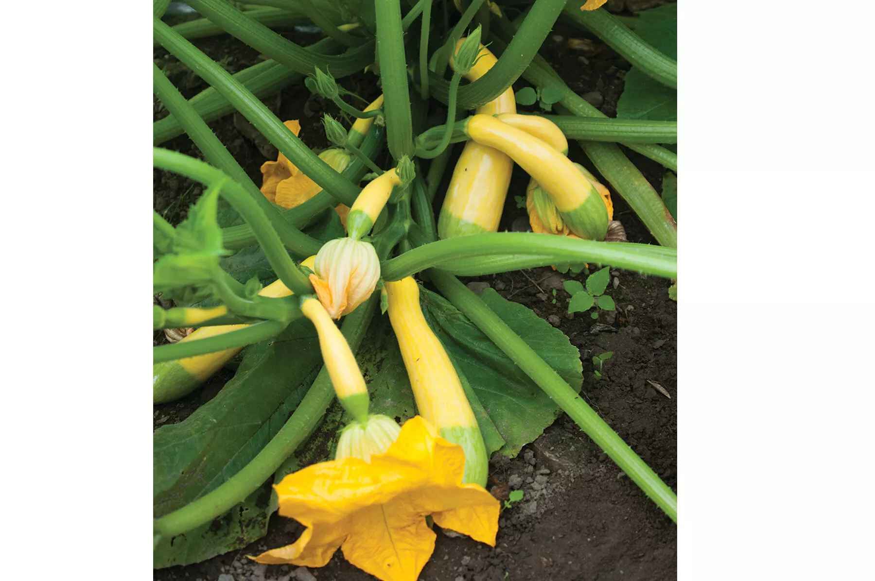 zephyr-f1-yellow-summer-squash-seed Zephyr (F1) Yellow Summer Squash Seed