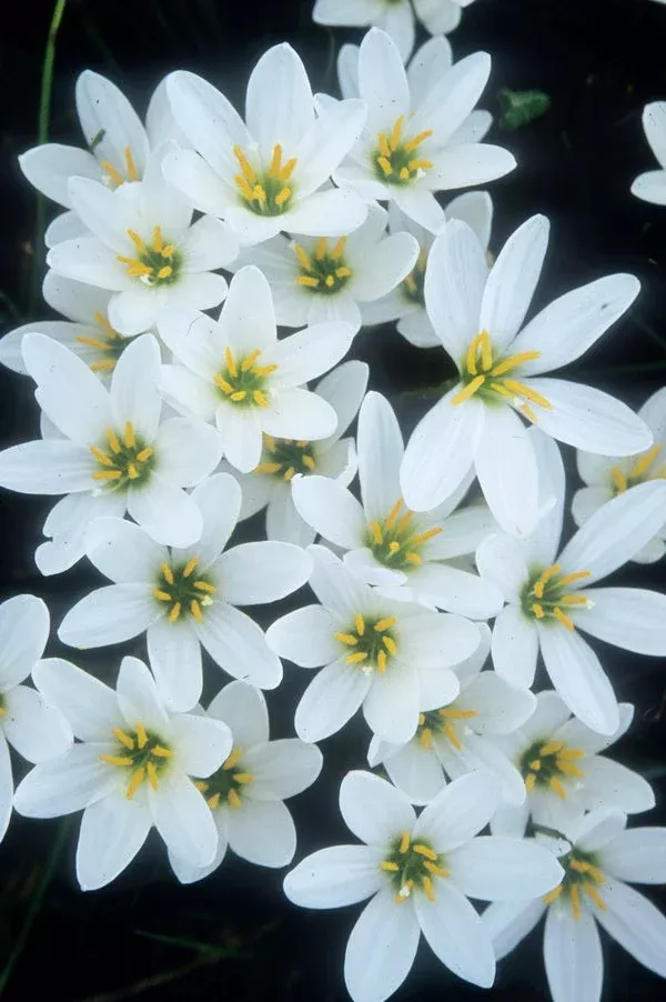 zephyranthes-candida Zephyranthes candida