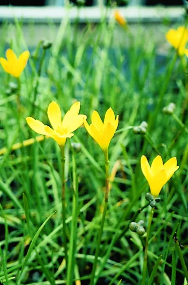 zephyranthes-citrina Zephyranthes citrina