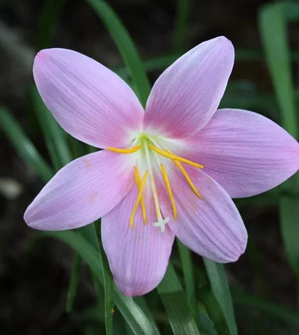 zephyranthes-grandiflora Zephyranthes grandiflora