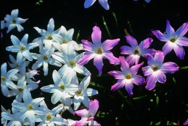 zephyranthes-la-bufa-rosa Zephyranthes 'La Bufa Rosa'