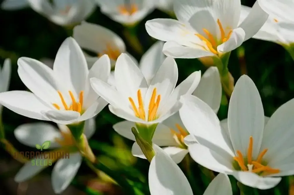 zephyranthes-white-flower-seeds-planting-elegant-white-rain-lilies-your-garden Zephyranthes White Flower Seeds For Planting, Elegant White Rain Lilies for Your Garden