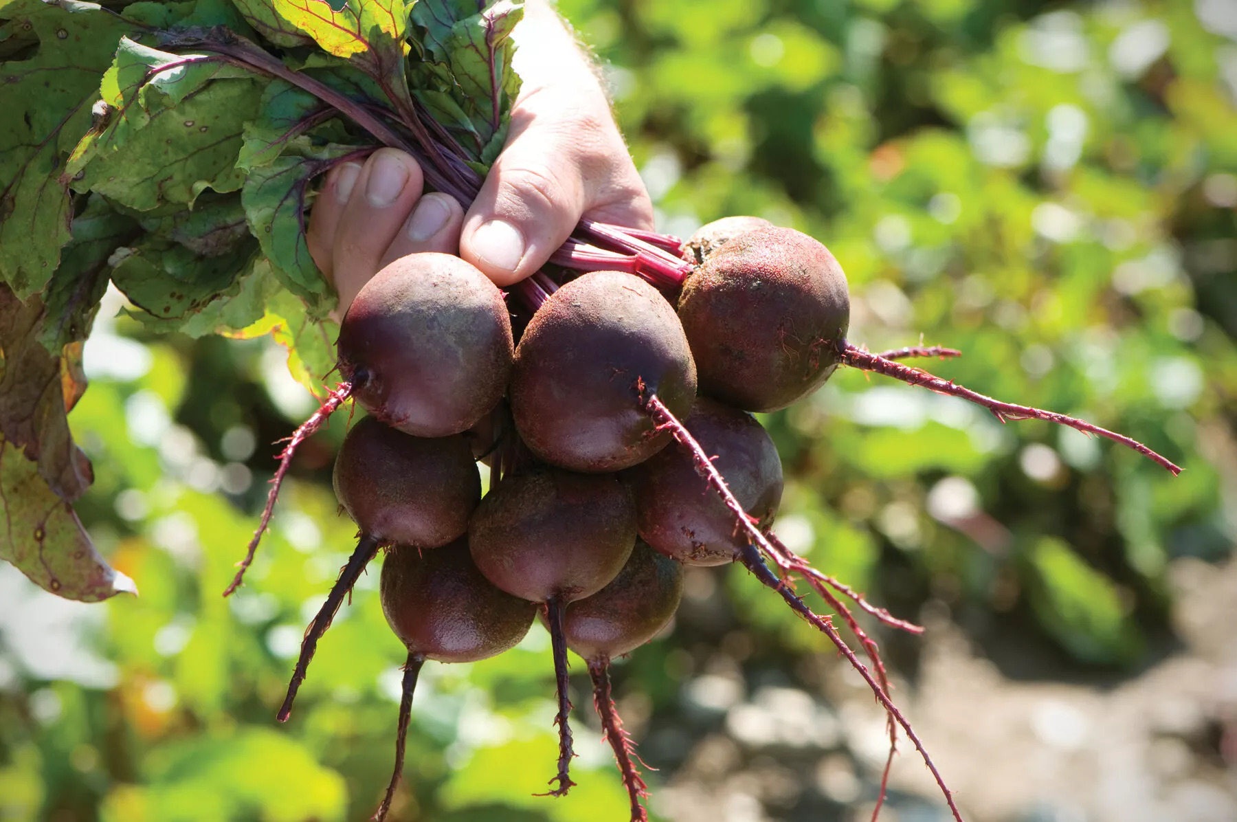 zeppo-pelleted-f1-beet-seed Zeppo Pelleted (F1) Beet Seed