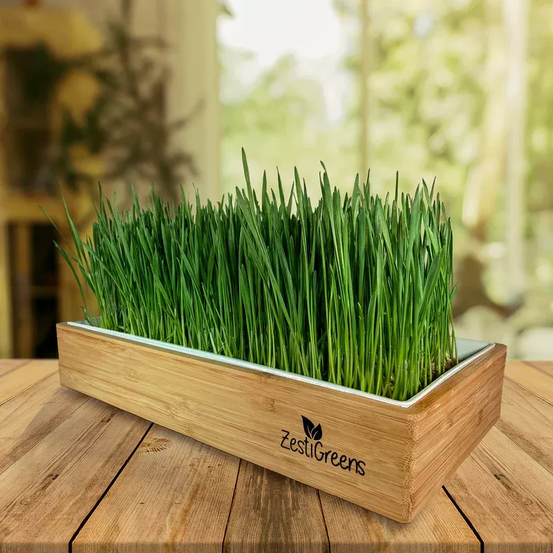 zestigreens-organic-self-watering-wheatgrass-growing-kit-soil-free-indoor-grow-s ZestiGreens Organic Self-Watering Wheatgrass Growing Kit – Soil-Free Indoor Grow System