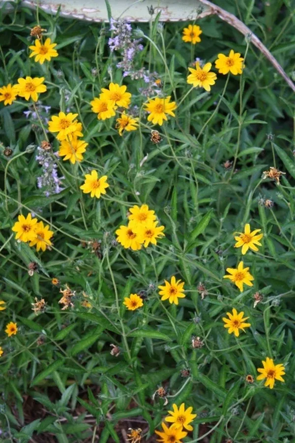 Zexmenia hispida
