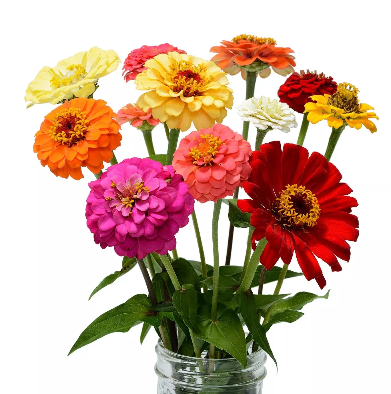 zin-master-zinnia-seeds-zinnia-elegans Zin Master Zinnia Seeds - Zinnia elegans