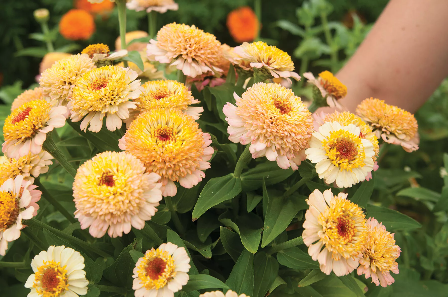 zinderella-peach-zinnia-seed Zinderella Peach Zinnia Seed