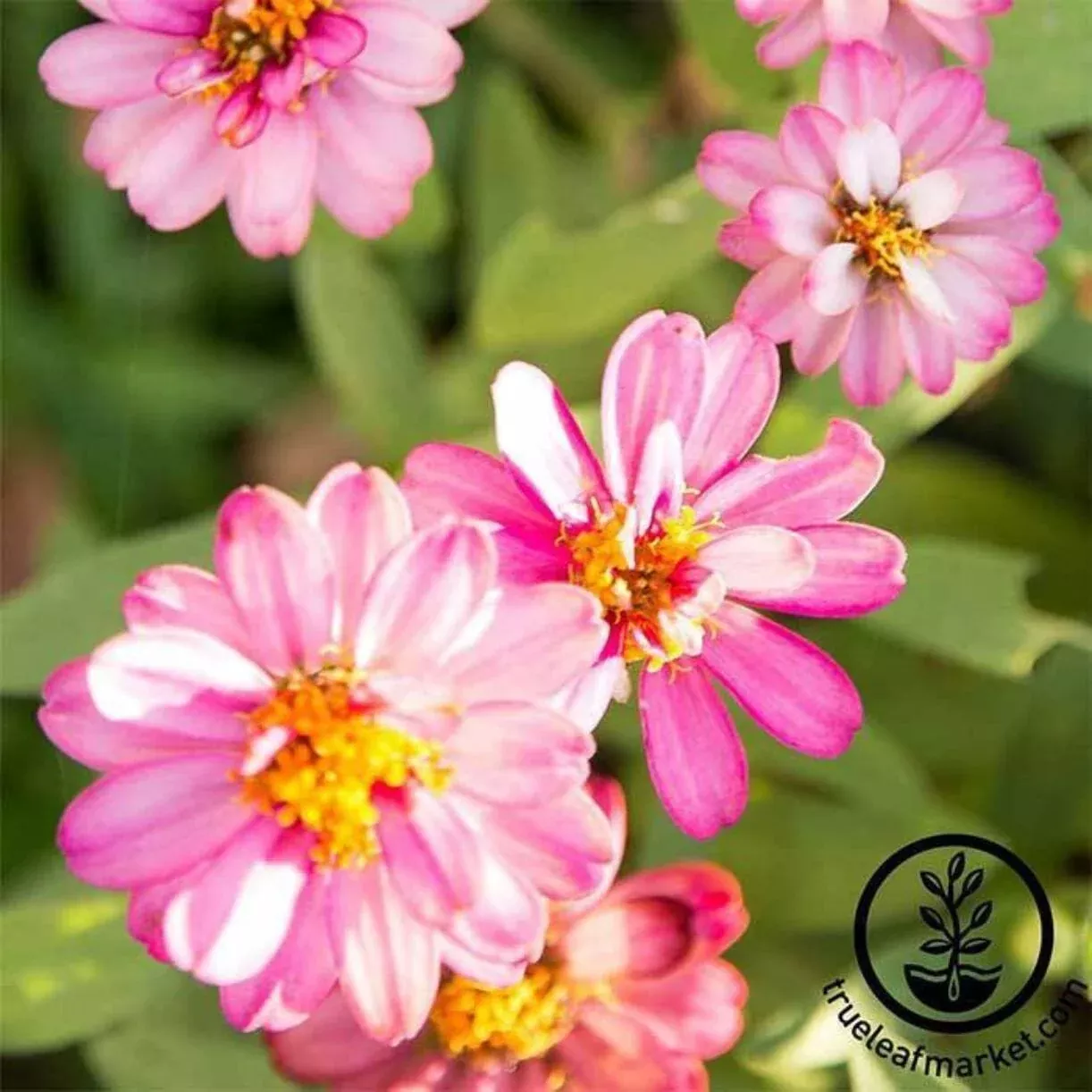 Zinnia Flower Garden Seeds - Profusion Series