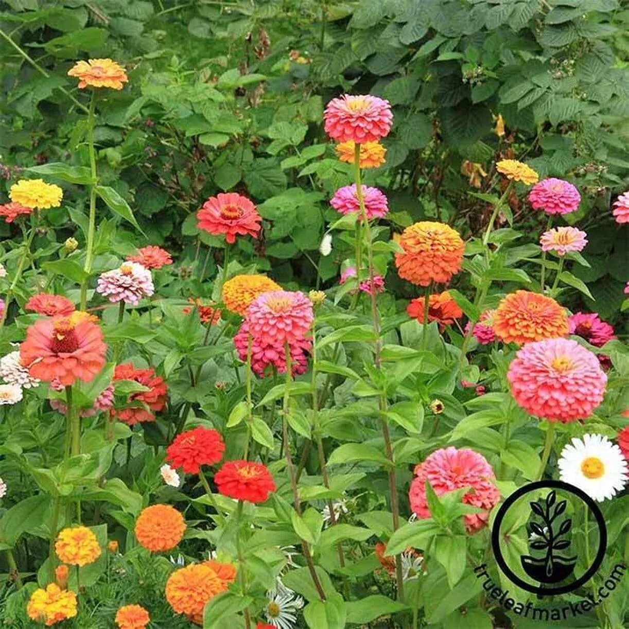 Zinnia Flower Seeds - California Giant Mix