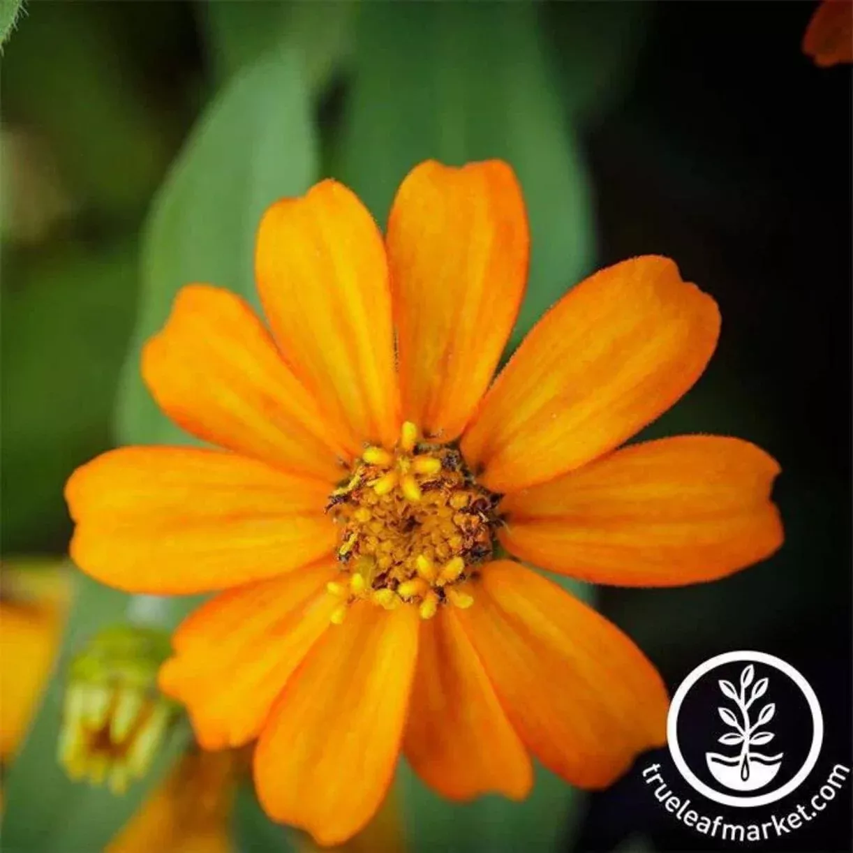 Zinnia Flower Seeds - Crystal Series