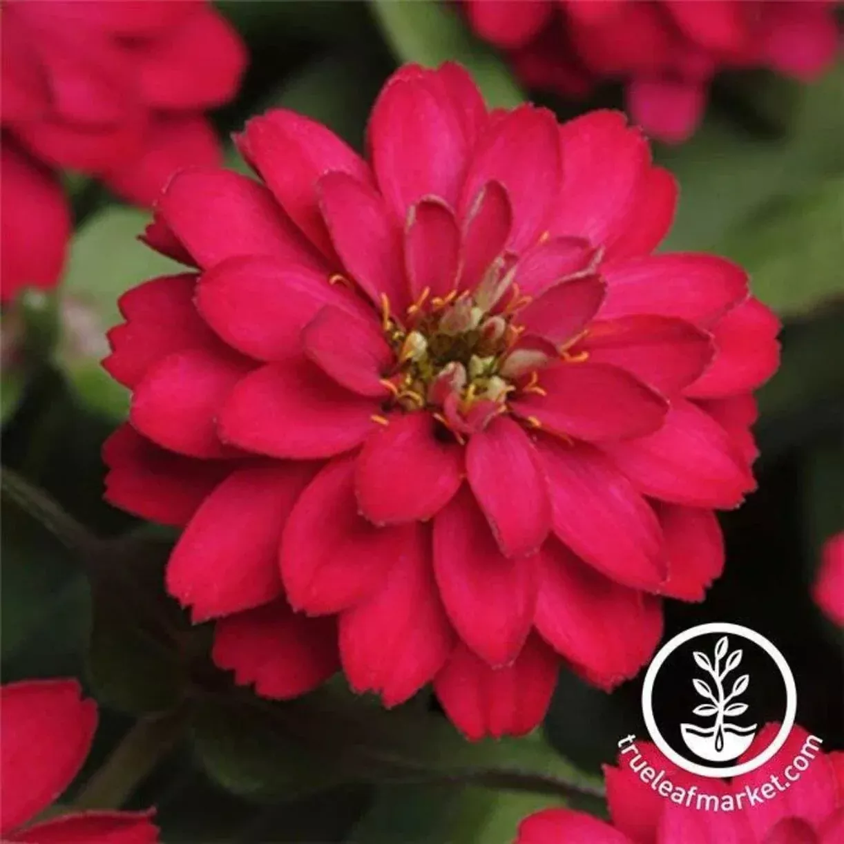 Zinnia Flower Seeds Zahara Series