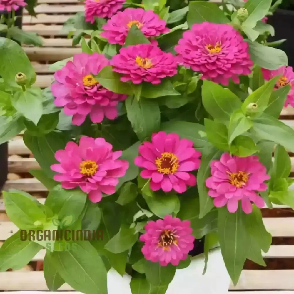 zinnia-imported-dark-pink-flower-seeds-high-germination-vibrant-blooms-gardens Zinnia Imported Dark Pink Flower Seeds, High Germination, Vibrant Blooms for Gardens