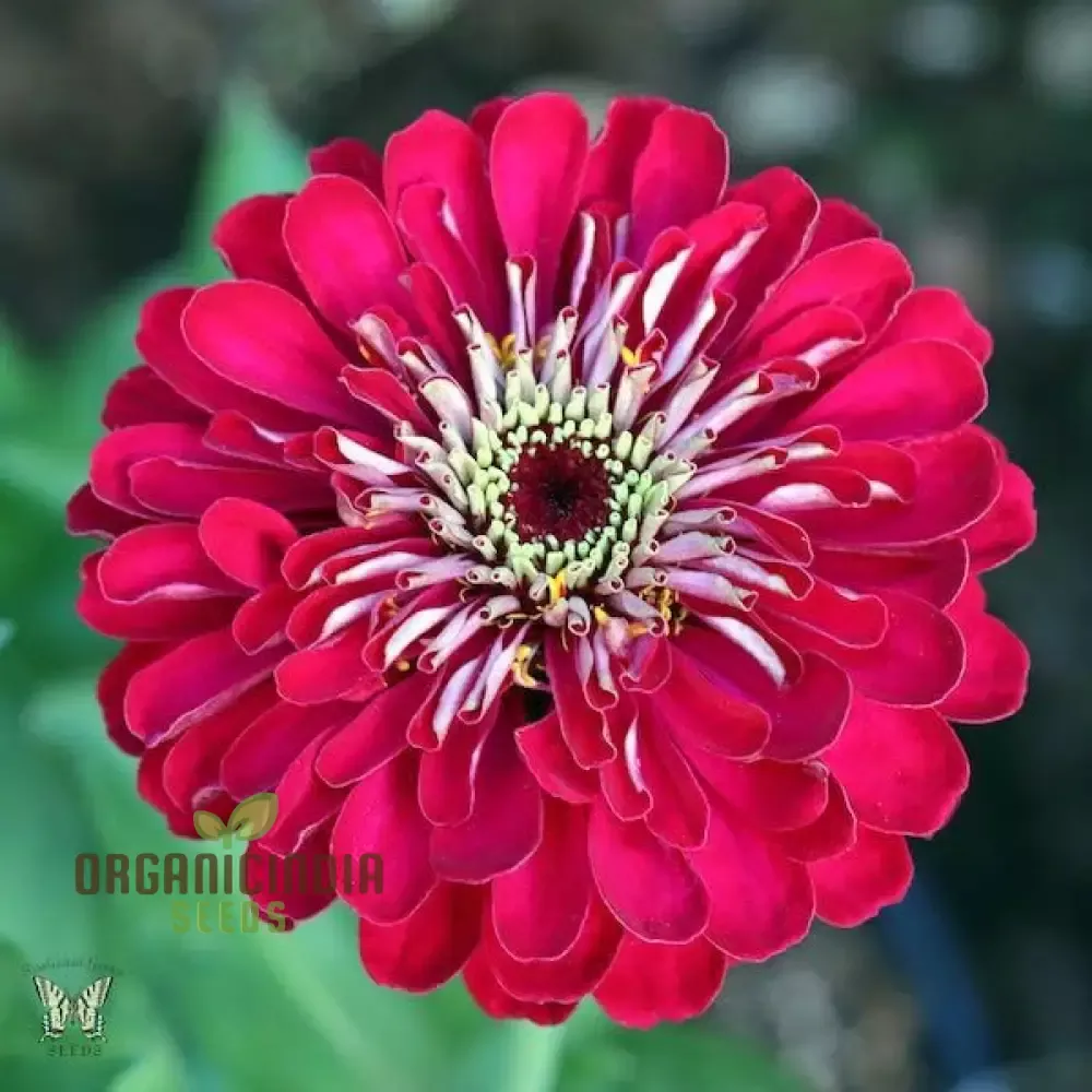 zinnia-imported-flower-seeds-purple Zinnia Imported Flower Seeds - Purple