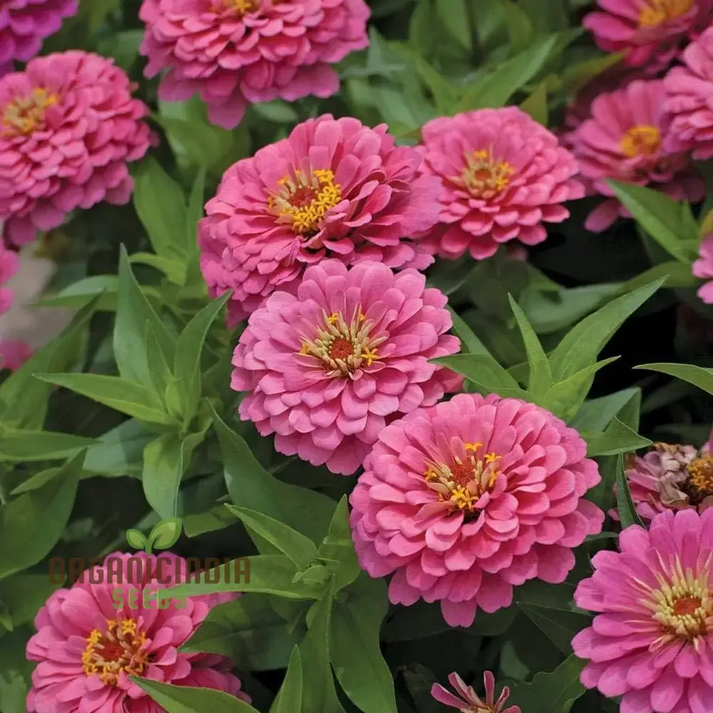 zinnia-imported-flower-seeds-vibrant-garden-blooms Zinnia Imported Flower Seeds for Vibrant Garden Blooms