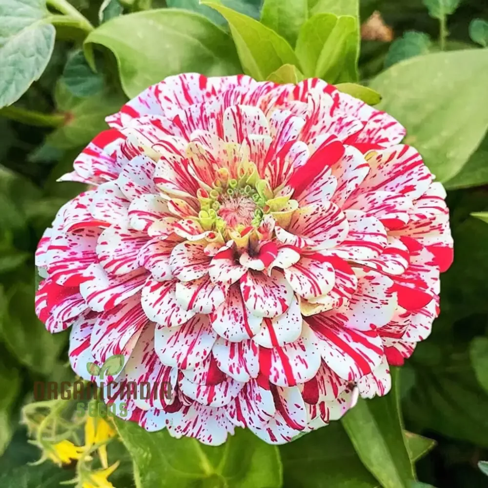 zinnia-imported-strip-red-flower-seeds-vibrant-colors-long-blooming-season-garde Zinnia Imported Strip red Flower Seeds, Vibrant Colors, Long Blooming Season, for Garden