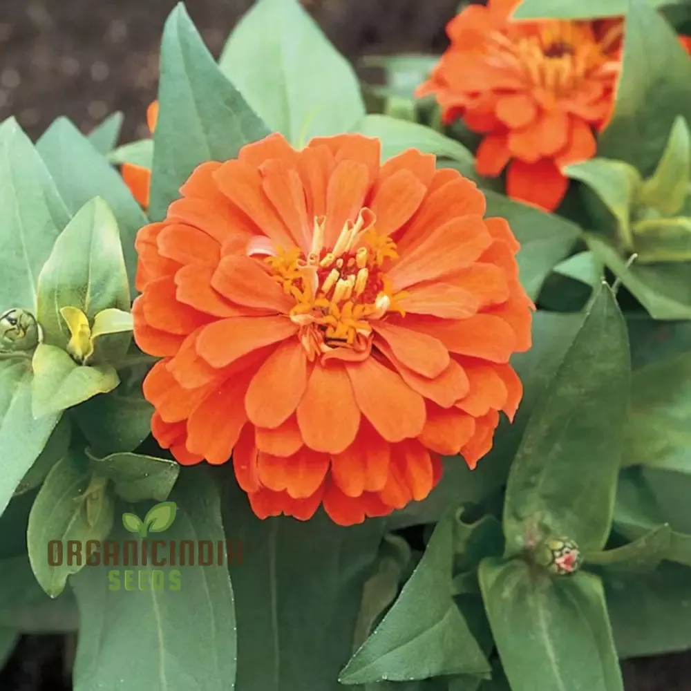 zinnia-orange-king-flower-seeds-vibrant-blooms-easy-to-grow-adds-cheer-to-your-g Zinnia Orange King Flower Seeds, Vibrant Blooms, Easy to Grow, Adds Cheer to Your Garden