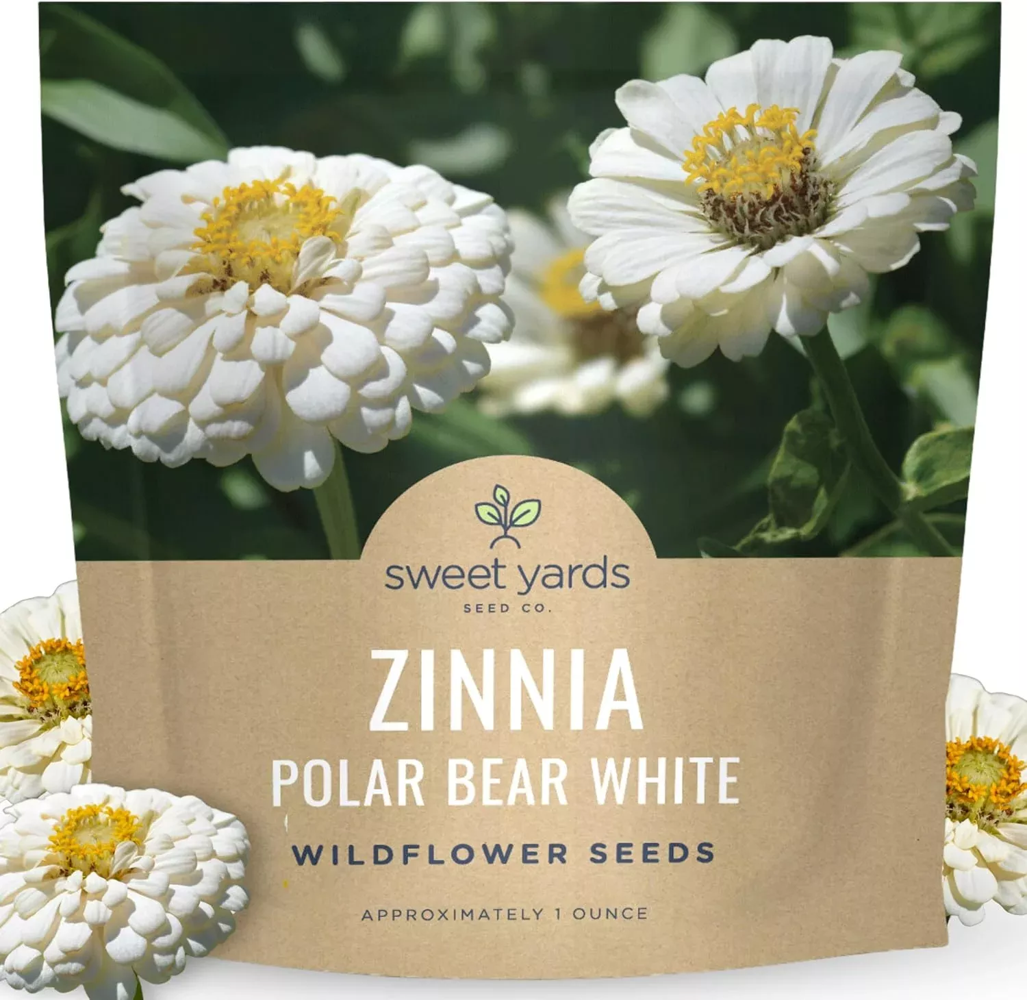 zinnia-polar-bear-white Zinnia Polar Bear White