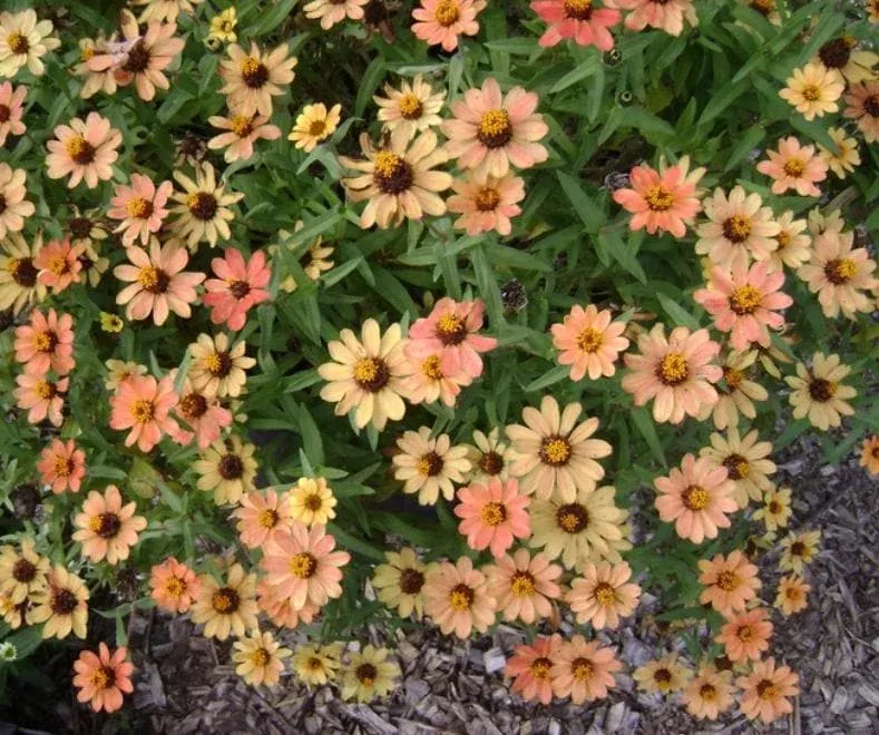 Zinnia Profusion Apricot Live Plug Plant – Set of 2, 2-5 Inch Tall – Vibrant Apricot Flowers for Garden