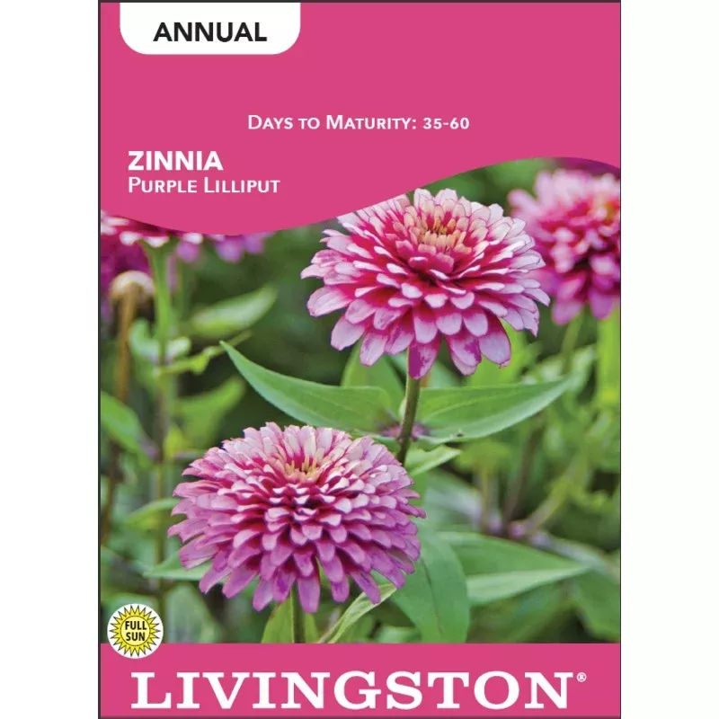 ZINNIA – PURPLE LILLIPUT