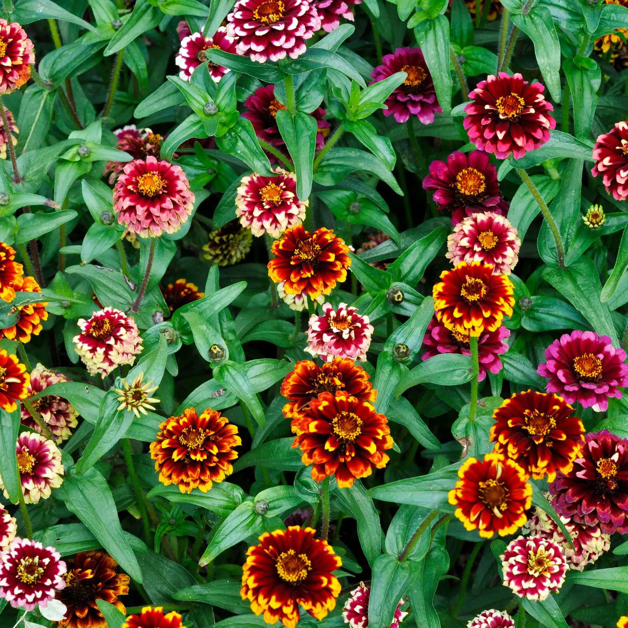 zinnia-seeds-aztec-sunset Zinnia Seeds - Aztec Sunset