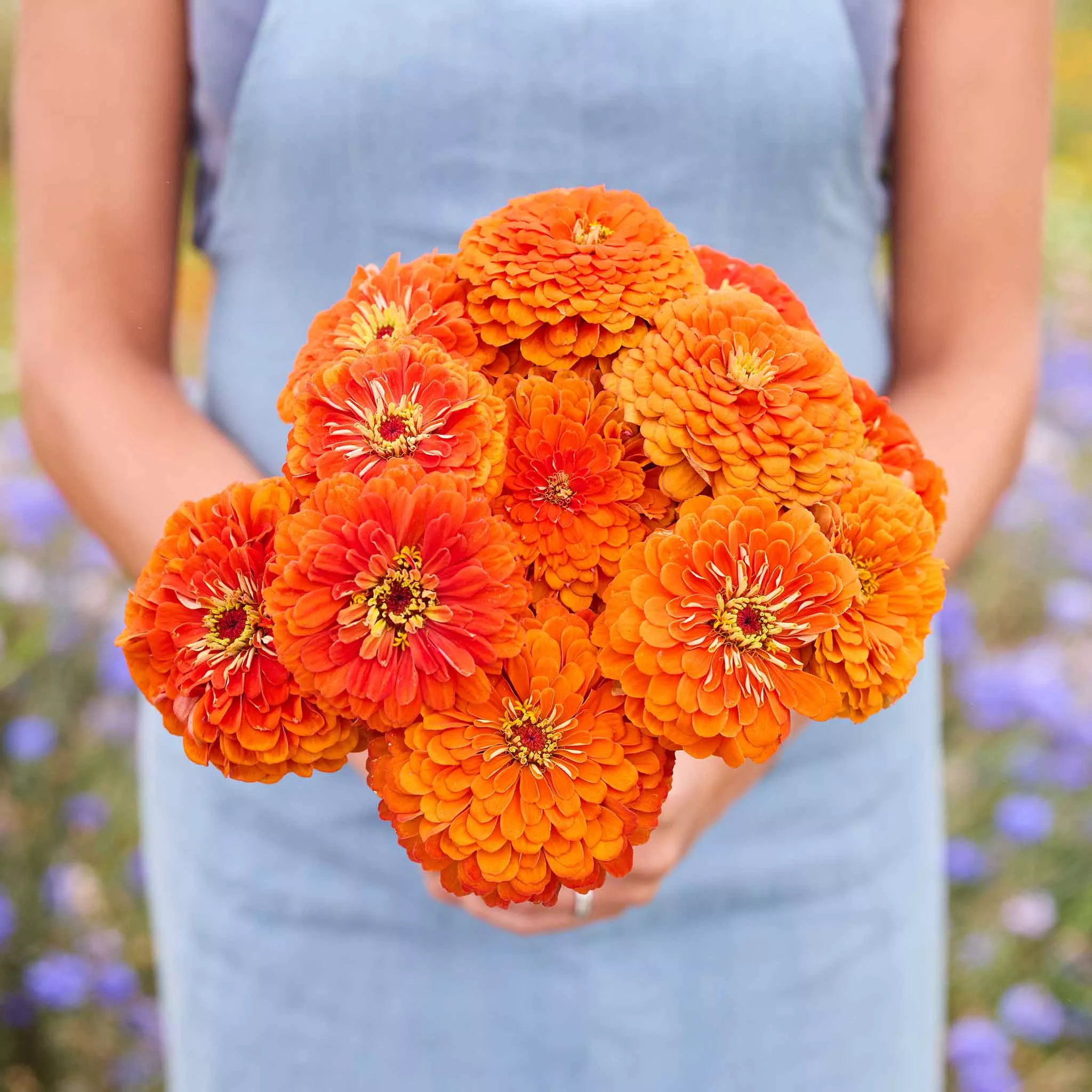 zinnia-seeds-benary-s-giant-orange Zinnia Seeds - Benary's Giant Orange