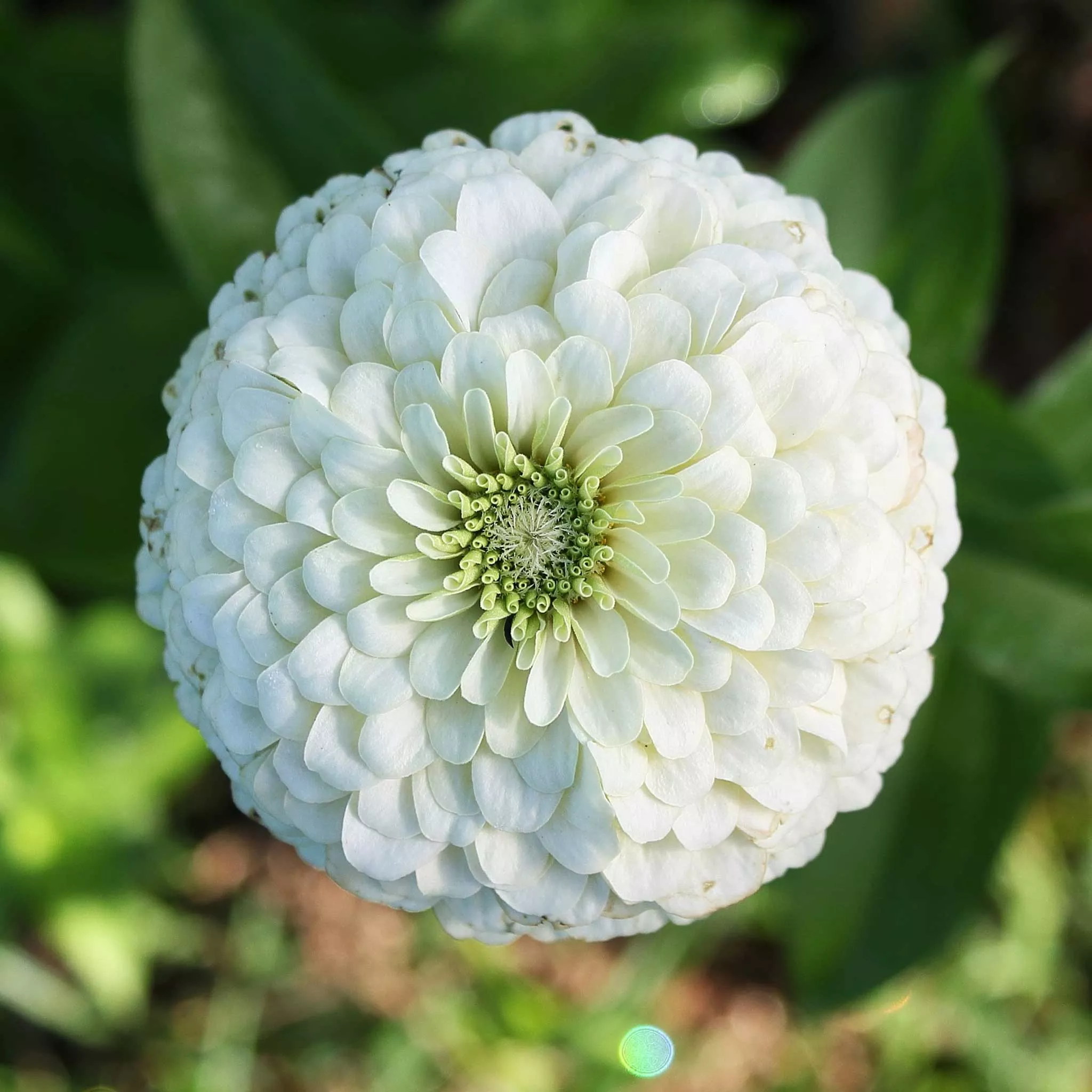 zinnia-seeds-benary-s-giant-white Zinnia Seeds - Benary's Giant White