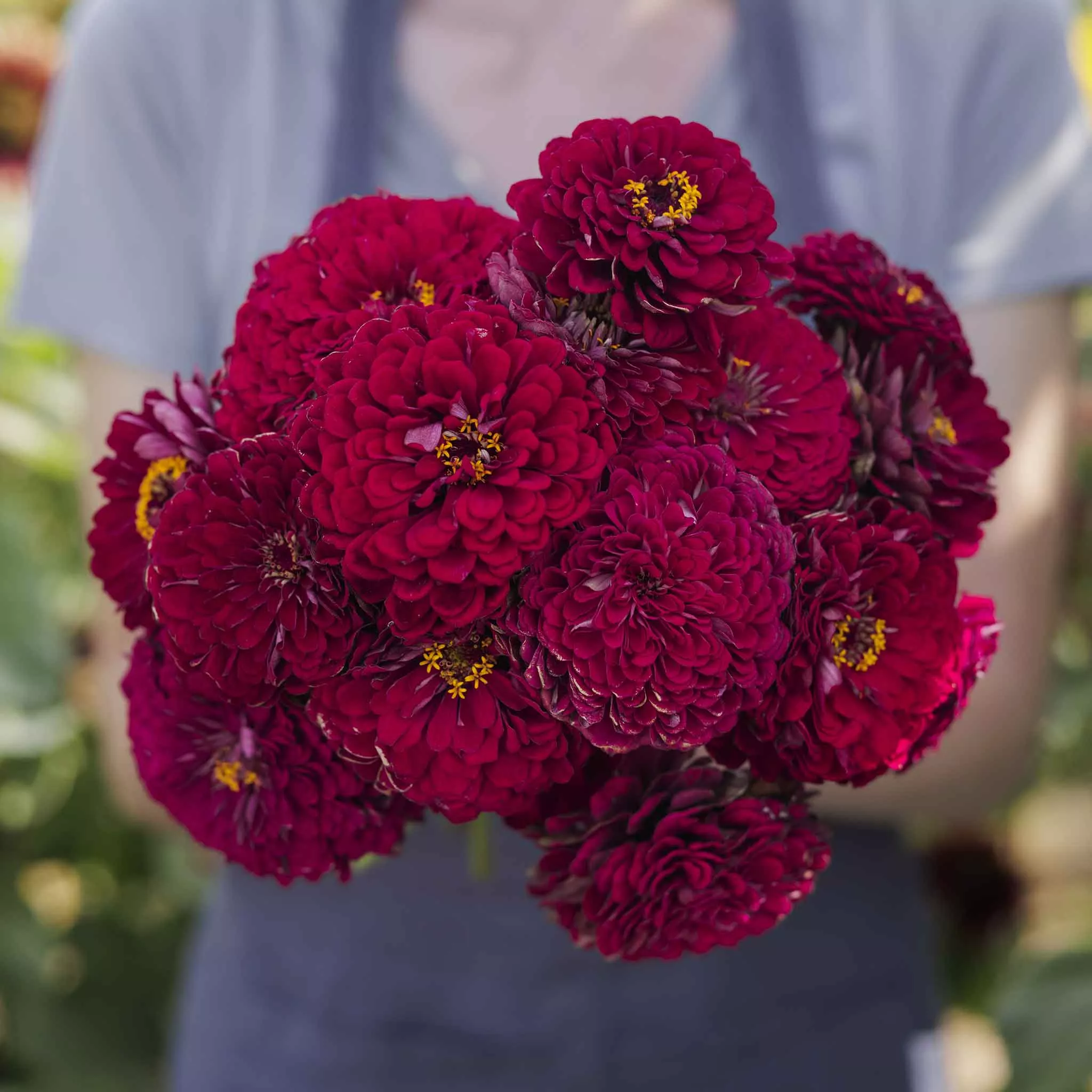 zinnia-seeds-benary-s-giant-wine Zinnia Seeds - Benary's Giant Wine