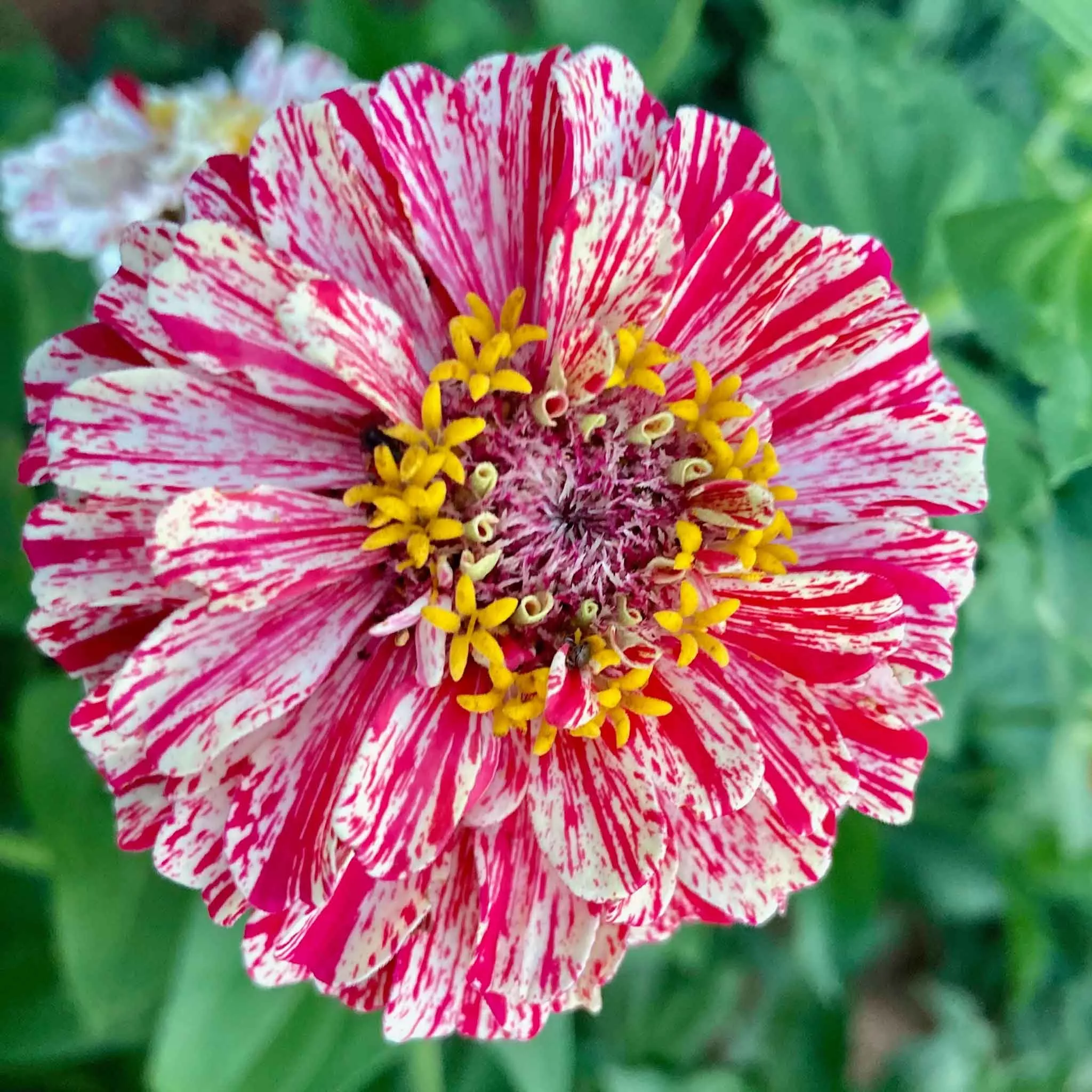 zinnia-seeds-bon-bon-mix Zinnia Seeds - Bon Bon Mix
