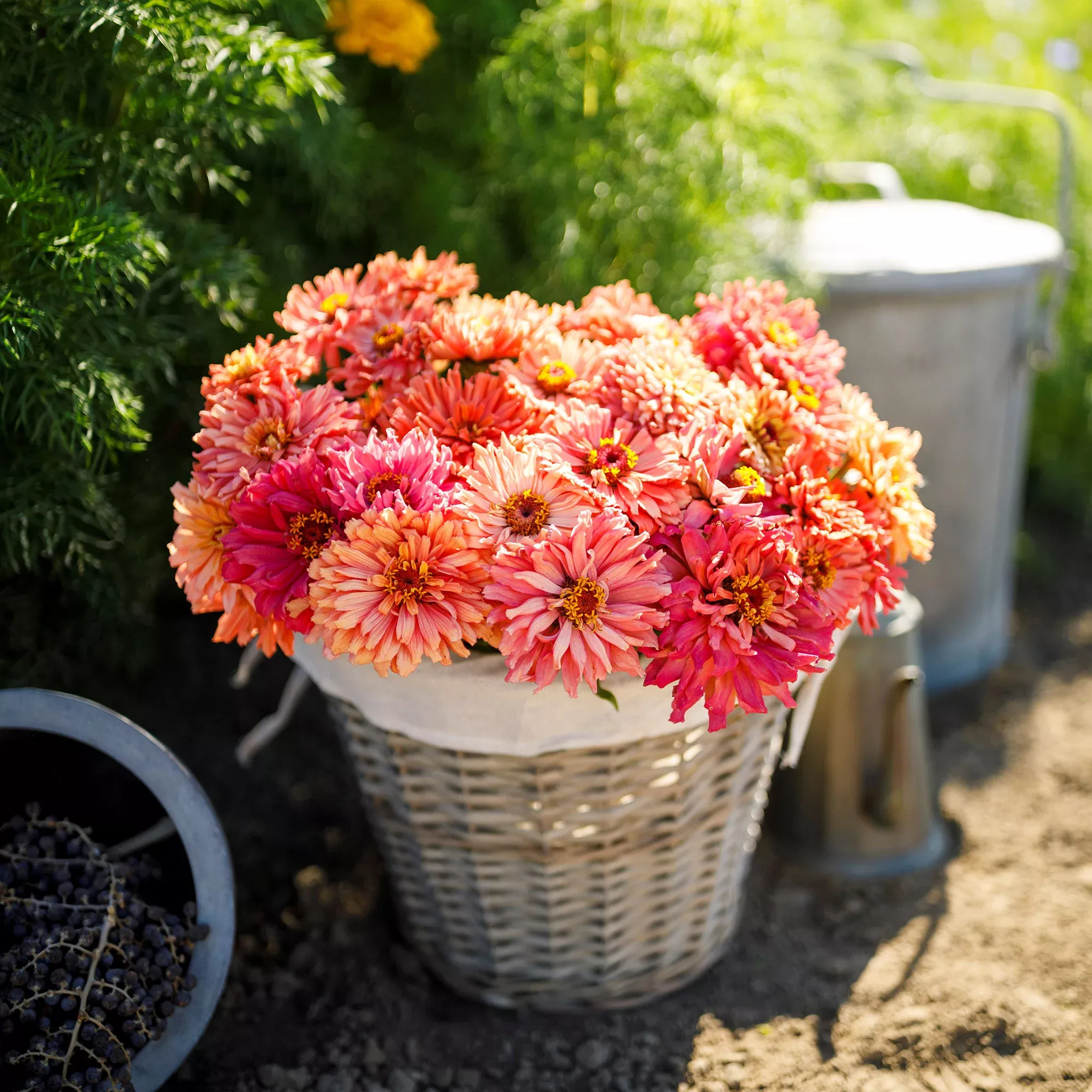 zinnia-seeds-cactus-pink-shades Zinnia Seeds - Cactus Pink Shades