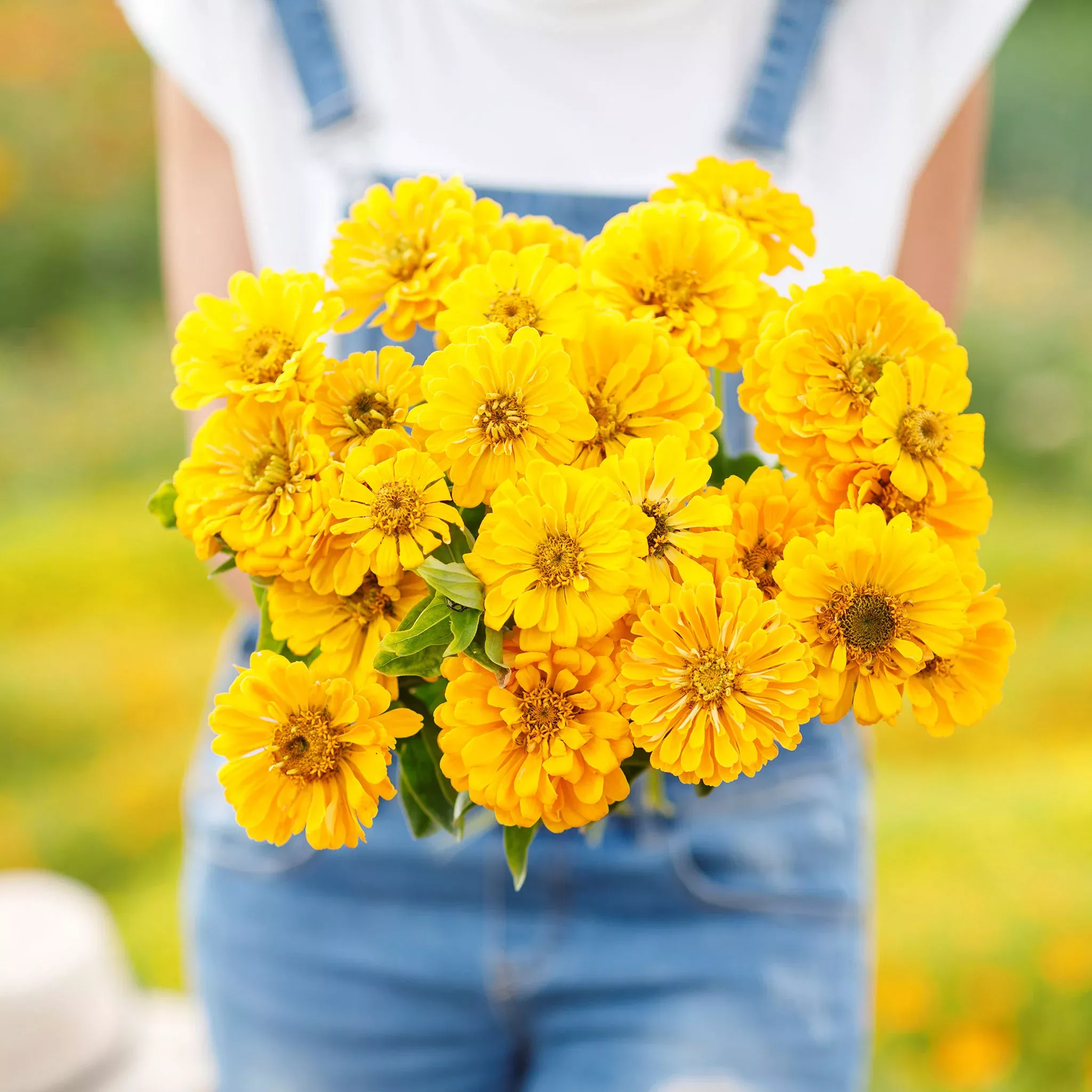 zinnia-seeds-canary-bird Zinnia Seeds - Canary Bird