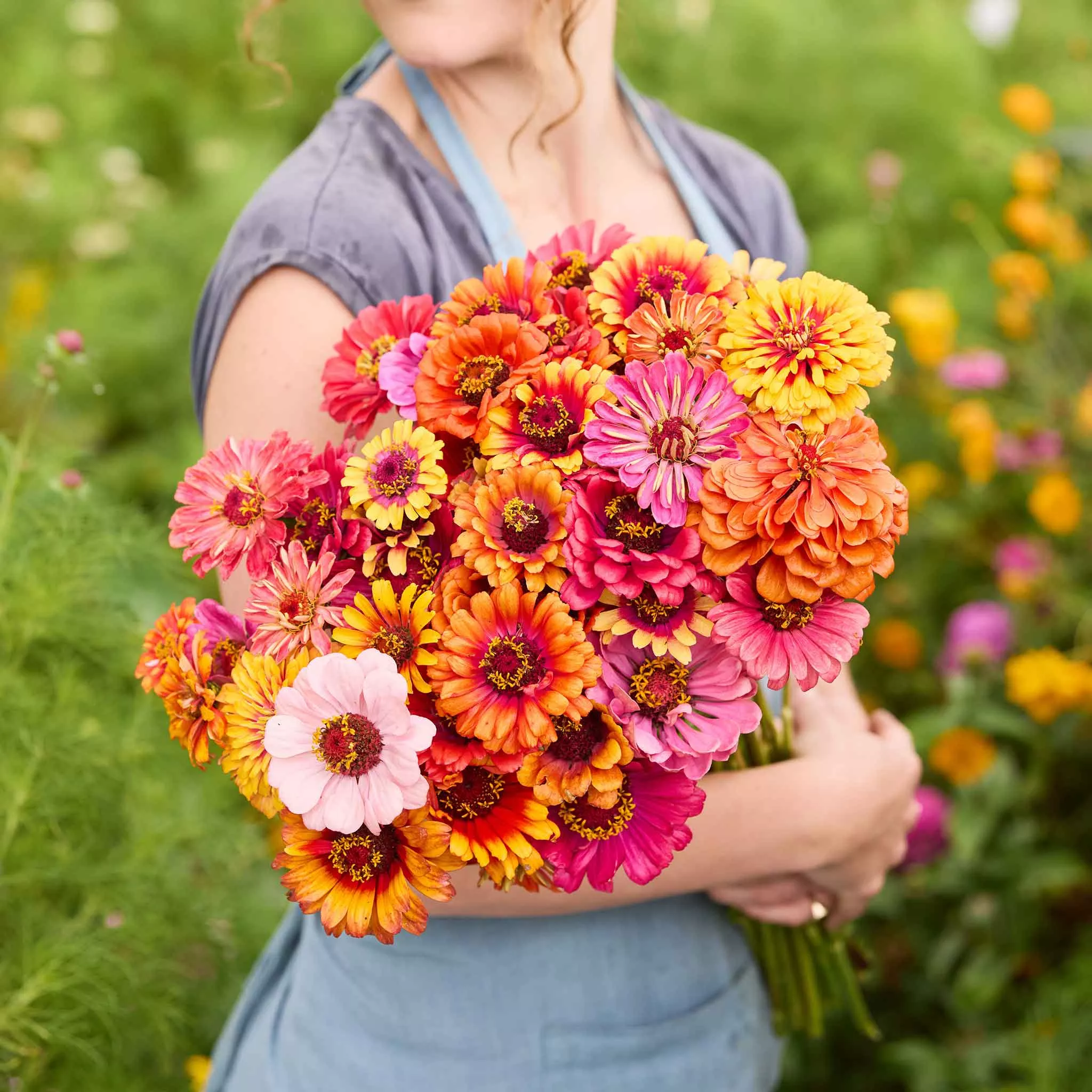 zinnia-seeds-carrousel-mixed Zinnia Seeds - Carrousel Mixed