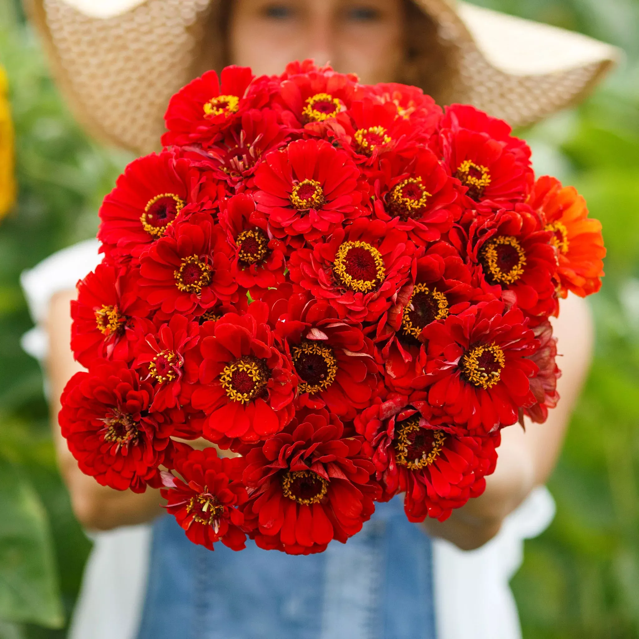 zinnia-seeds-cherry-queen Zinnia Seeds - Cherry Queen